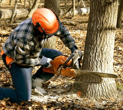 Tree Removal in North Garden, VA
